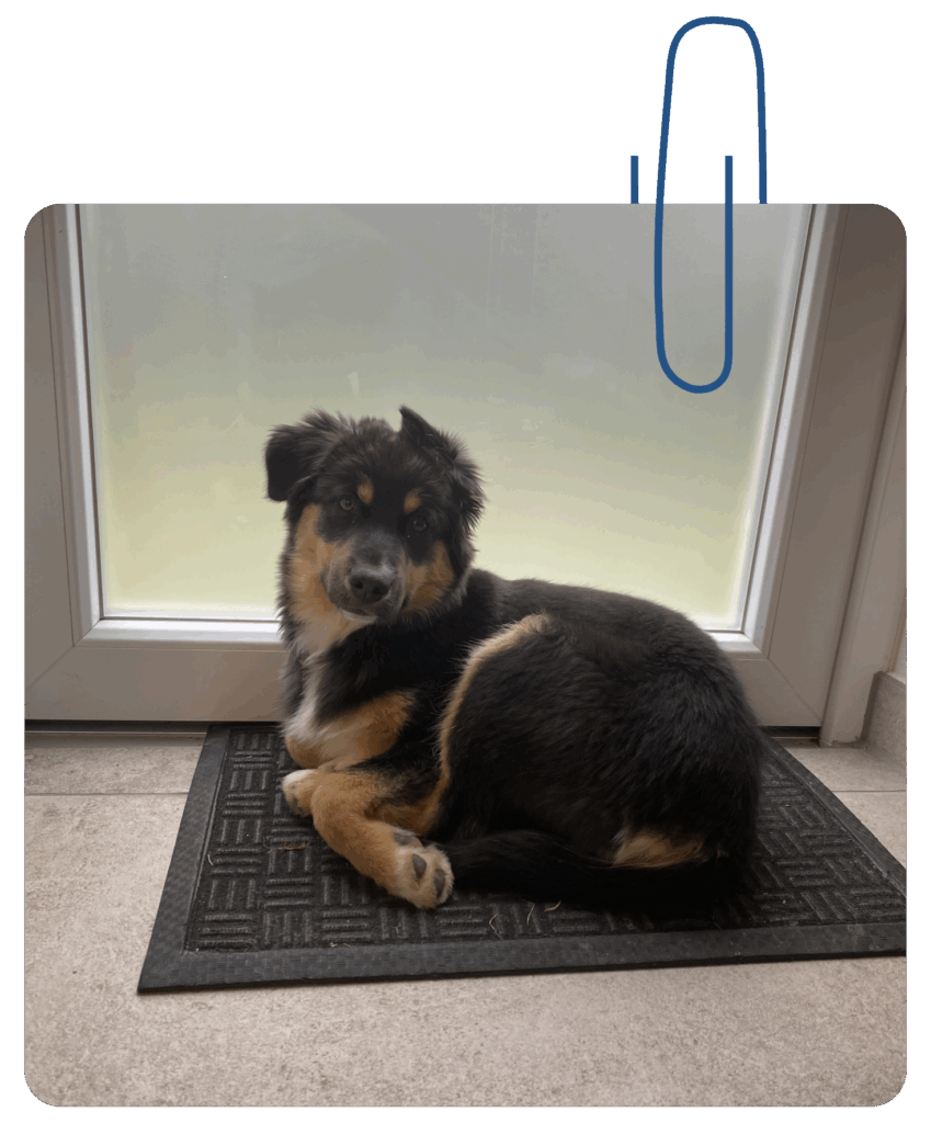 Lerntherapie in Ingolstadt mit Hund Vroni