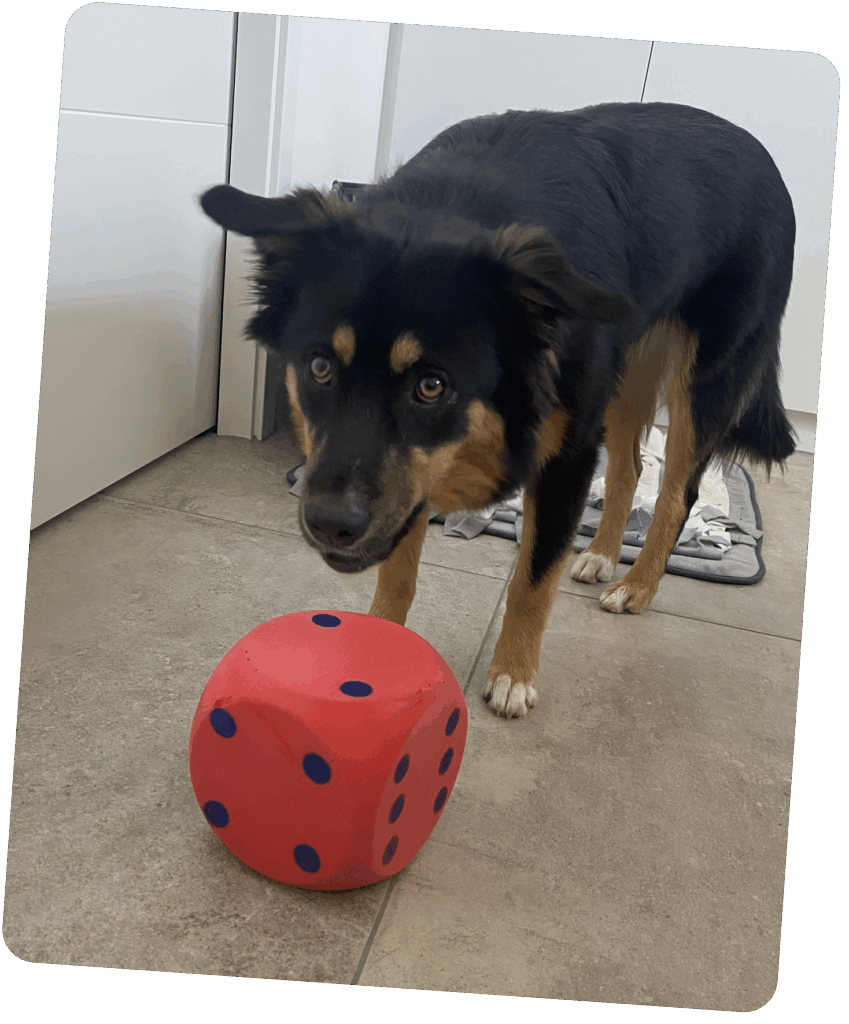 Therapiehund Vroni in der Lerntherapie in Ingolstadt
